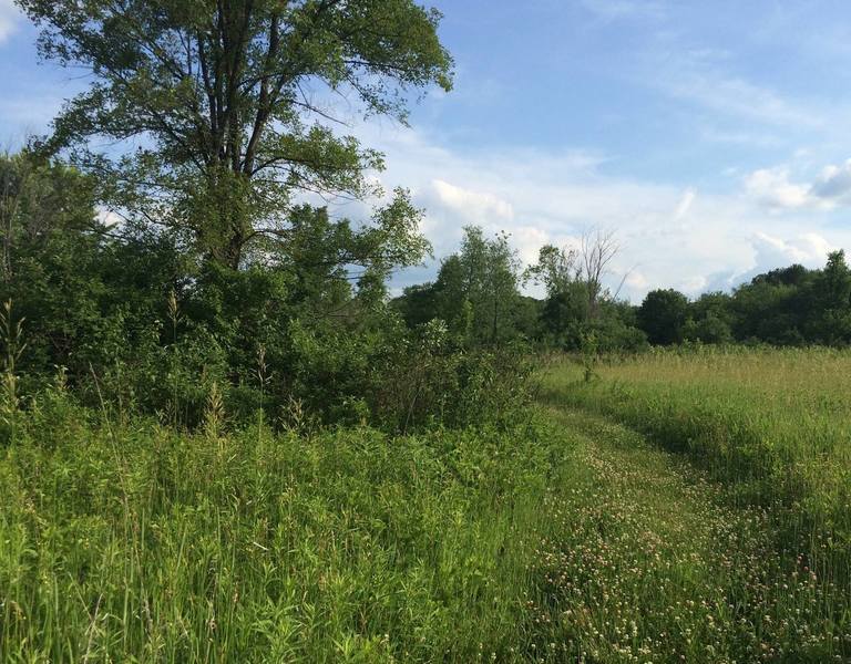 Tall grass in the Brooklyn Wildlife Area.