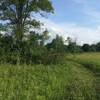 Tall grass in the Brooklyn Wildlife Area.