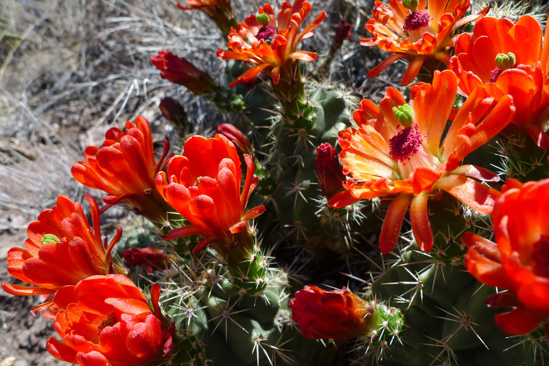 The Lost Mine Trail offers a great introduction to the flora in Big Bend National Park.