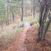 The Prospect Hill Loop Trail traveling through a section of pine trees!