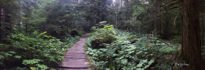 The Wonderland Trail, near Cougar Rock.