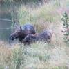 Yellowstone NP - East Entrance.