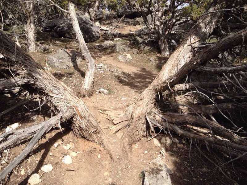 A spur trail that branches off of the main King Nature Park trail and goes right through the middle of two trees!