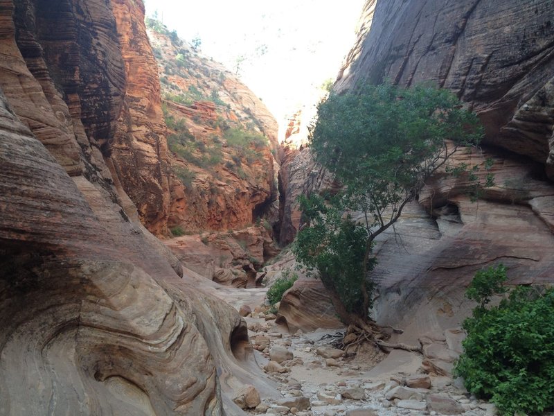 The beautiful view from Observation Point on the Wildcat Canyon Trail in Zion National Park