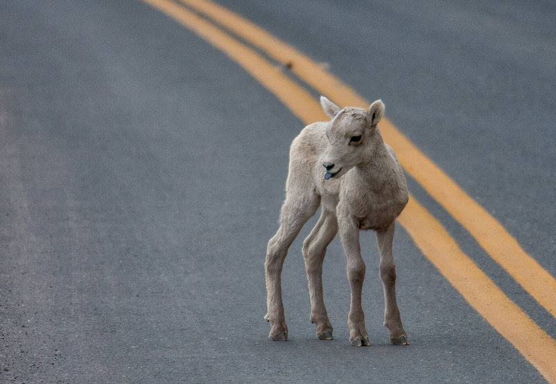 Baby big horn sheep near Tower Falls.