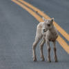 Baby big horn sheep near Tower Falls.