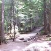 The Avalanche Lake Trail winds through a thick canopy of cedars, flanked sometimes by the sounds and breathtaking sights of the creek, and sometimes by giant rocks overgrown with emerald moss. Sun peeks in.