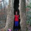 Old growth Tulip Poplar on the Boogerman Trail.