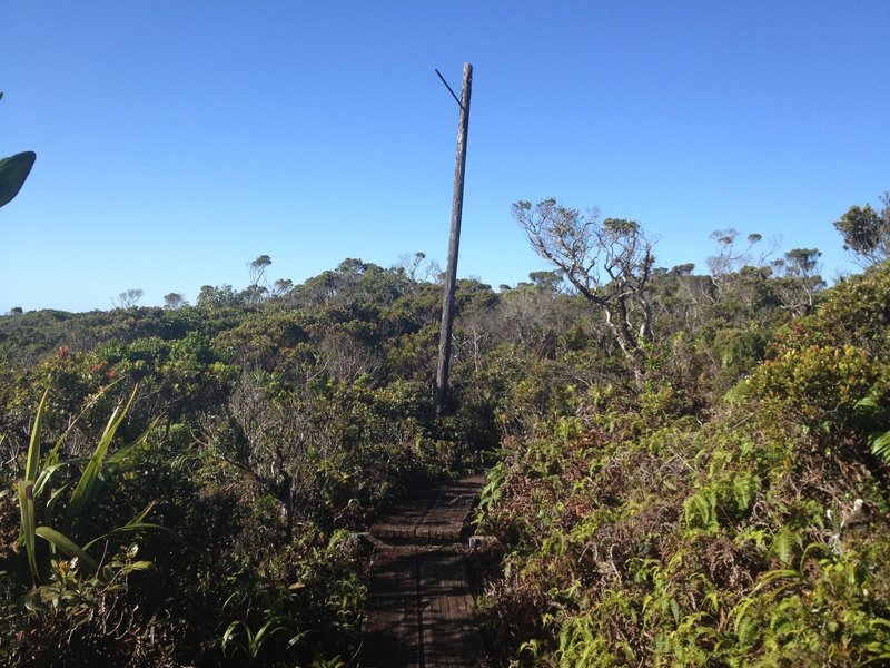 Telephone pole and boardwalk along the trail.