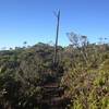 Telephone pole and boardwalk along the trail.