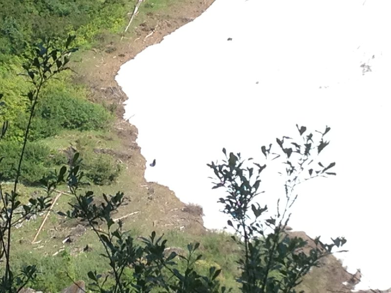 Two bears crossing the snowpack