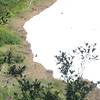 Two bears crossing the snowpack