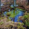 Even in December, the marsh is teeming with life.