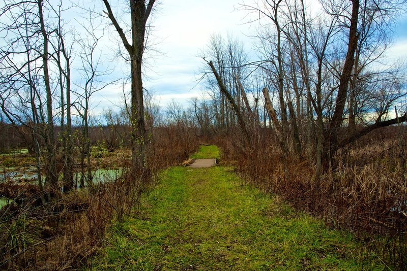 The Great Marsh Trail features the local wetlands.