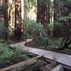 Boardwalk through giant trees