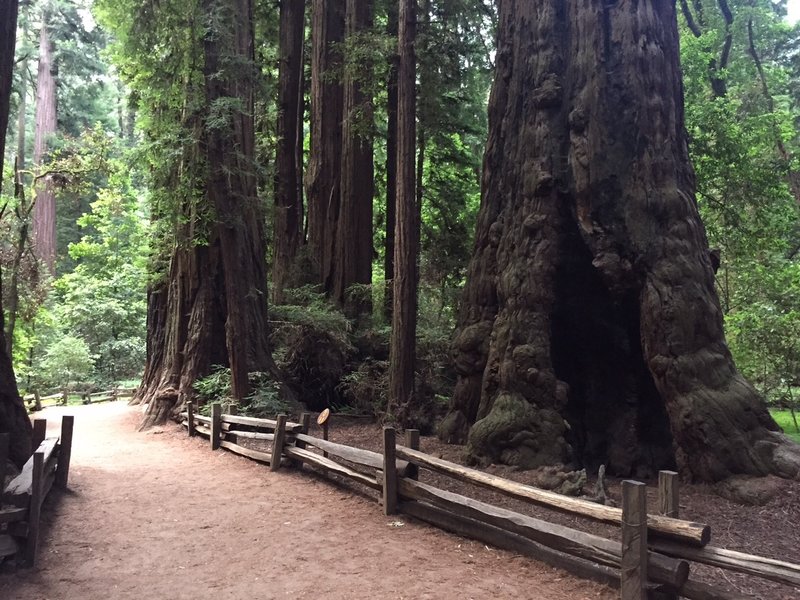 Giant trees.