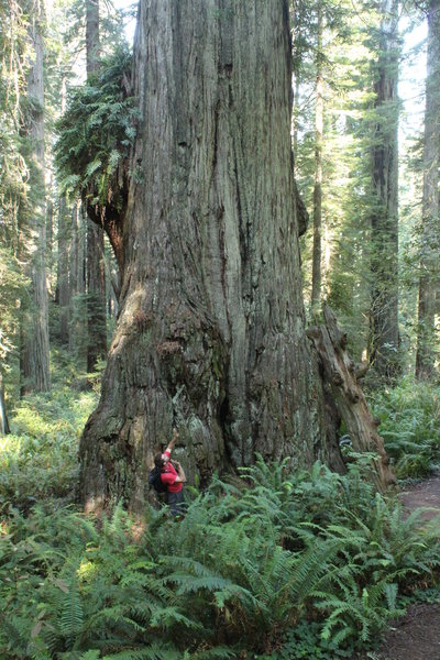 Giant Redwood.