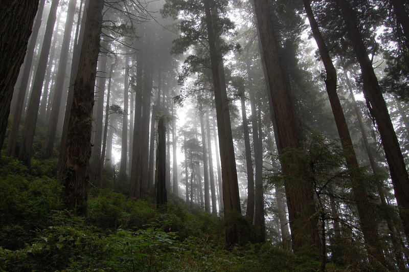 Foggy forest.