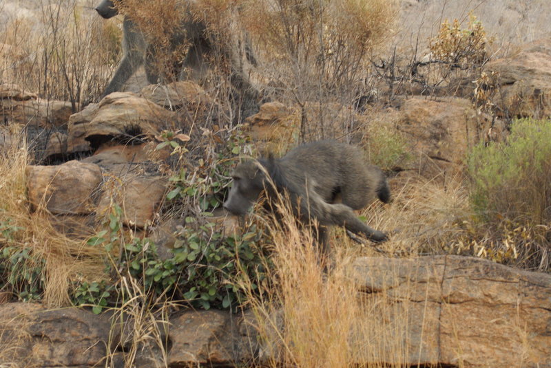 WARNING: Baboons are vicious. They are not animals to mess with and will not hesitate to attack humans. They are as big as humans as well and have some gnarly teeth. If you see one, head back to the trail immediately.