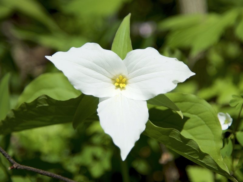 Trillium at the Heron Rookery.