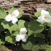 Trillium are everywhere!