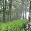 More fog along Dickey Ridge.