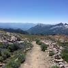 Wildflowers reappear as we lose elevation on the Skyline Trail.