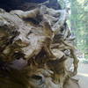 A big, dead stump along Tuolumne Grove Loop Trail.