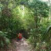 Through the jungle on Reef Bay Trail.