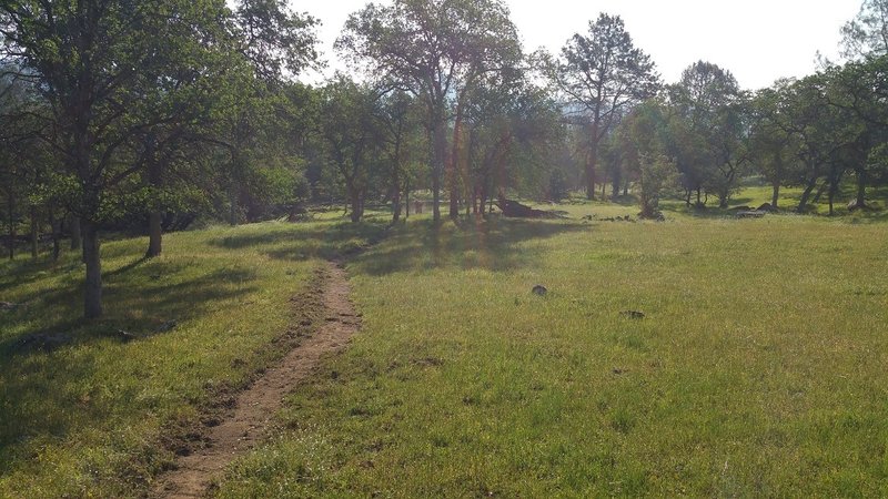 Beautiful oak woodlands in the spring.