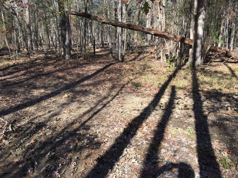 Long shadows during late-day sun on Crow Branch Overlook Loop Trail where it crosses a utility easement cut (PSNC Corridor)