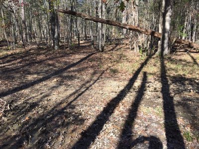 Long shadows during late-day sun on Crow Branch Overlook Loop Trail where it crosses a utility easement cut (PSNC Corridor)