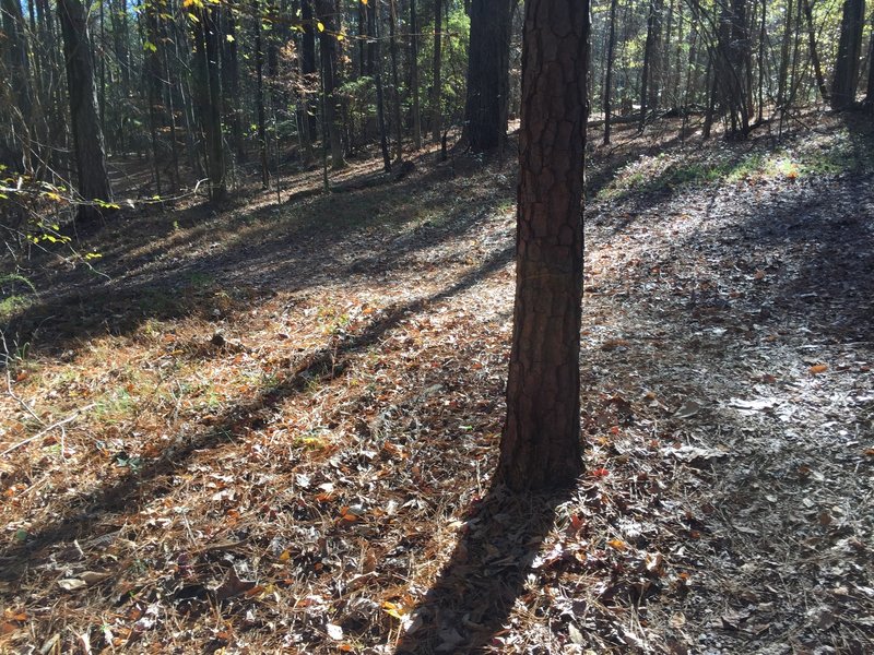 Second crossing of utility easement (PSNC Corridor) on Crow Branch Overlook Loop Trail. The CBOLT jogs laterally along the easement about 25 feet where the trail crosses the easement.