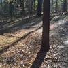 Second crossing of utility easement (PSNC Corridor) on Crow Branch Overlook Loop Trail. The CBOLT jogs laterally along the easement about 25 feet where the trail crosses the easement.