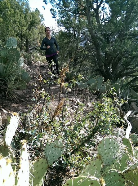 A rare wooded section lower down on the Wilson Mountain Trail