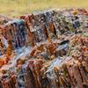 A petrified wood close-up. The petrified wood can bee seen along the Crystal Forest Trail.