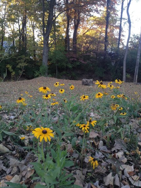 In late summer, there are often wildflowers on the County Crossing Trail.