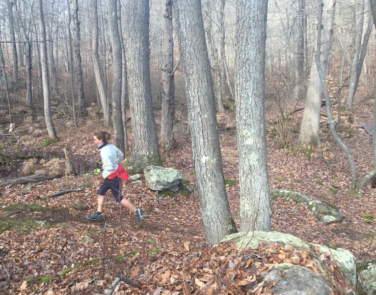 Vernal pools, rocks, and trees abound on this awesome trail.