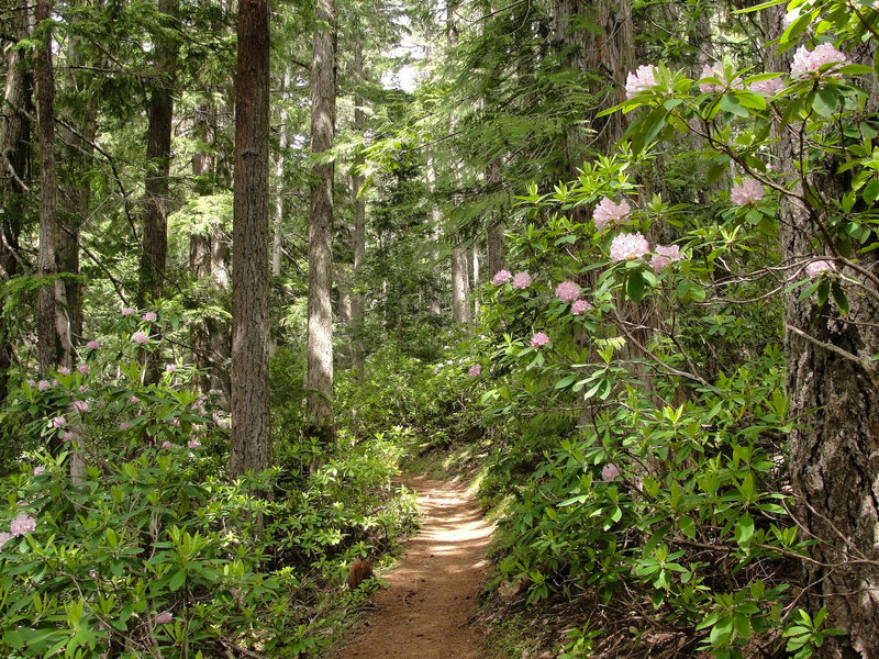 Pacific rhododendron (Rhododendron macrophyllum) on Olympic National Forest Mount Townsend Trail.