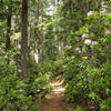 Pacific rhododendron (Rhododendron macrophyllum) on Olympic National Forest Mount Townsend Trail.