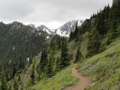 Olympic National Forest Mount Townsend Trail.