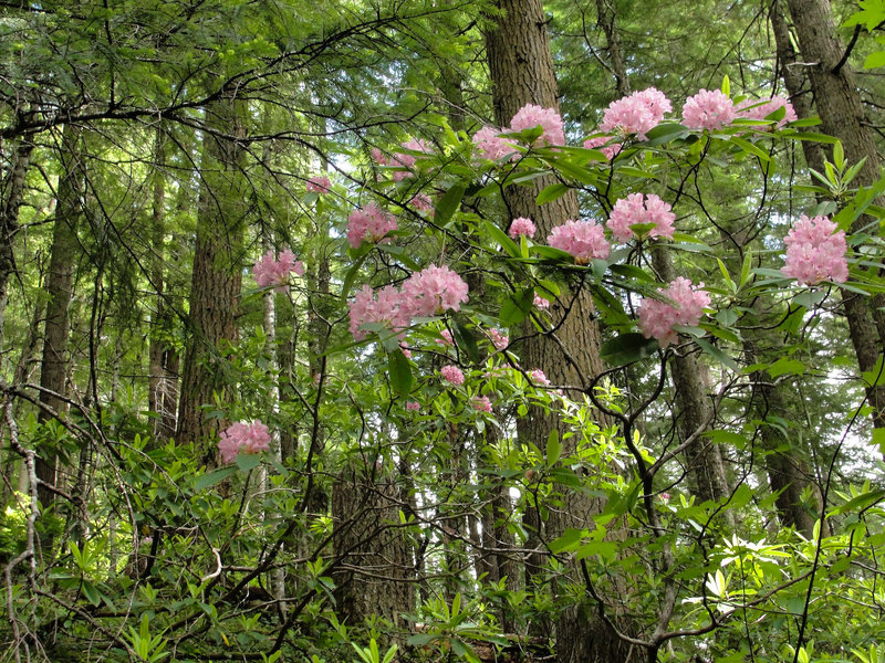 Pacific rhododendron (Rhododendron macrophyllum) on Mount Townsend Trail.