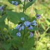 Wildflowers along Audubon Trail.