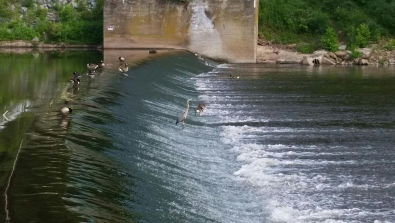 Geese and a heron in the Perkiomen Creek.