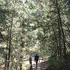 Descending through forest from Stack Rock.