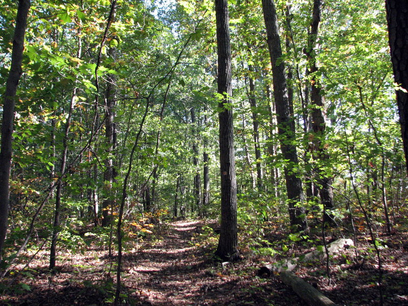 Trees along the trail at Flower Hill.