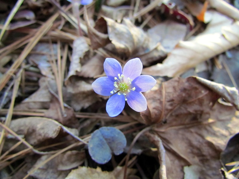 Round-lobed Hepatica, Johnston Mill.