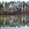 View of the pond from Sowell Trail.