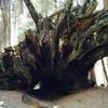 Fallen Tunnel Tree