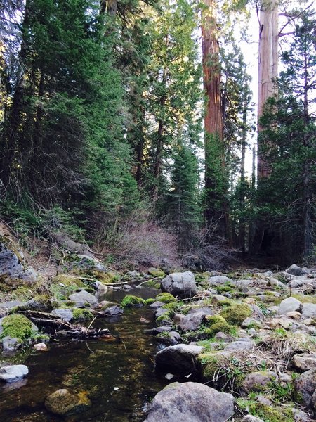 Redwood Creek, just south of Sugarbowl and Hart Trail Loops intersection.